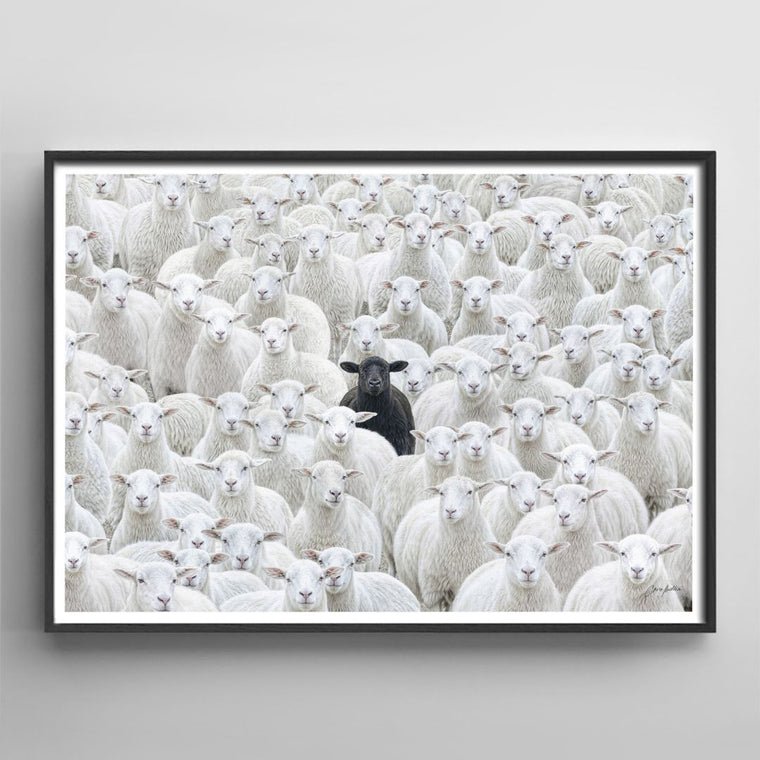 Black Sheep V.4